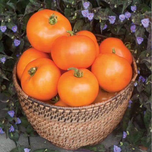 طماطم ويلينجتون البرتقالي - Orange Wellington Tomato