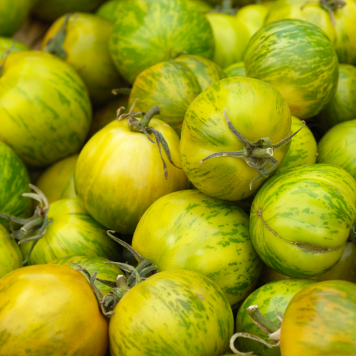 طماطم حمار الوحش الخضراء - Green Zebra Tomato