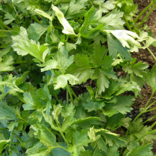 بقدونس إيطالي ورقة كبيرة - Italian Large Leaf Parsley