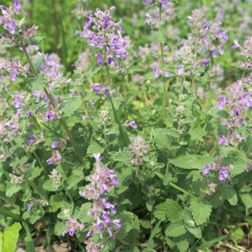 نعناع القطط - Catmint