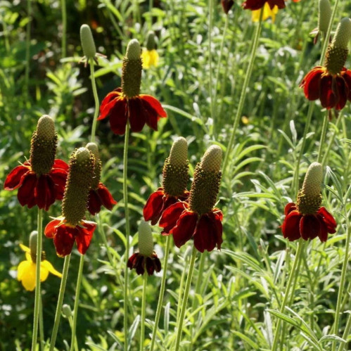 القبعة المكسيكية القزمية - Dwarf Red Coneflower