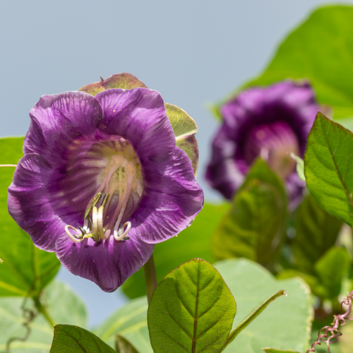 أجراس الكاتدرائية - Cathedral Bells
