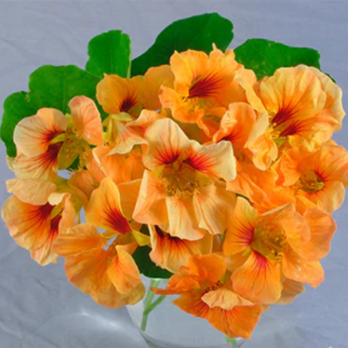 أبو خنجر كريمسكل - Creamsicle Nasturtiums