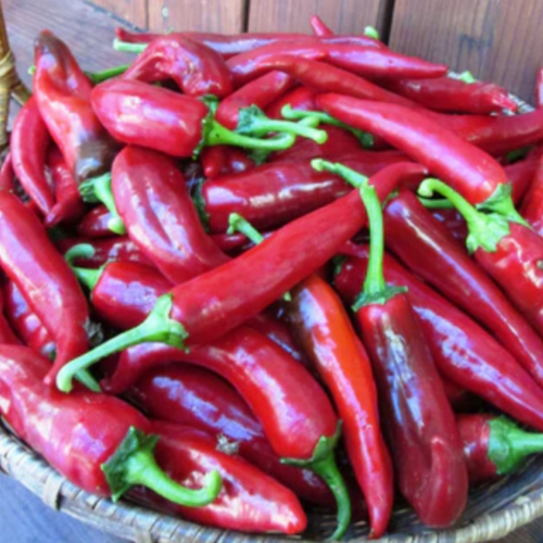 فلفل البابريكا الهنغاري - Hungarian Magyar Paprika Pepper