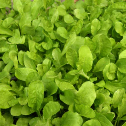 جرجير إيطالي - Italian Arugula