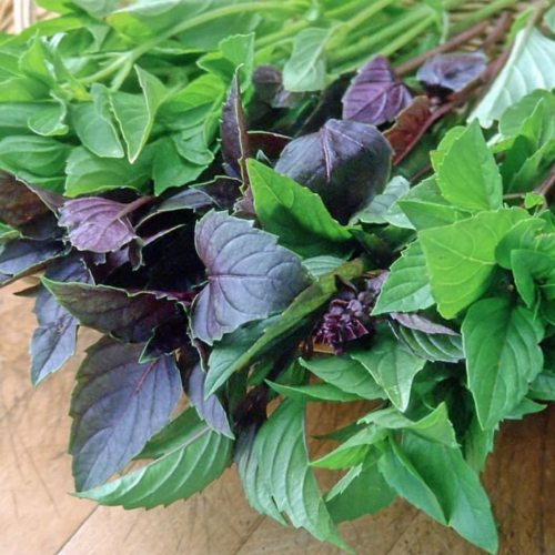 مكس الريحان العطري - Scented Basil Trio