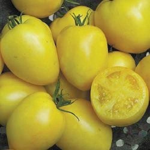 طماطم القوى - Powers Tomato