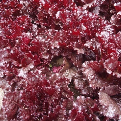 خس فرنسي ريدينا - French Red Leaf Lettuce Redina