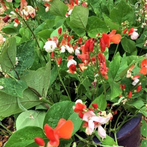 فاصوليا هستيا قزمية متسلقة - Hestia Dwarf Runner Beans