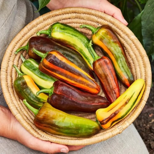 فلفل حلو دوامة الموكا - Mocha Swirl Sweet Pepper