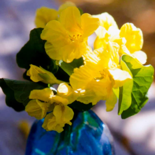 أبو خنجر ضوء القمر - Moonlight Nasturtiums