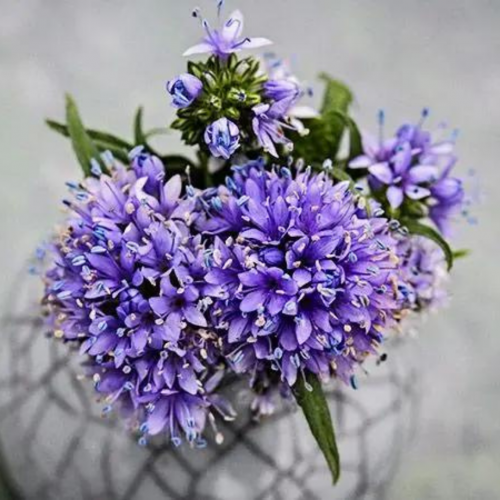 جيليا جلوب - Gilia Globe