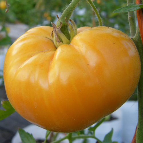 طماطم بيف ستيك صفراء - Beefsteak Yellow Tomato
