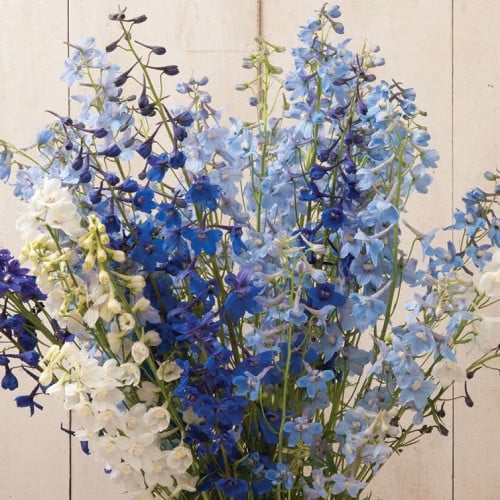 مكس دلفينيوم - Belladonna Mixed Color Delphinium