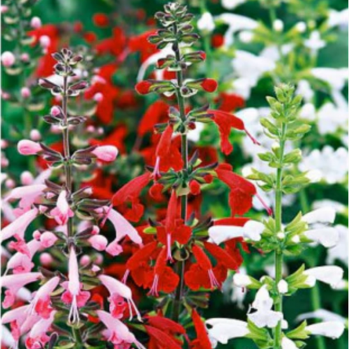 سالفيا جنة النحل - Bee Heaven Salvia