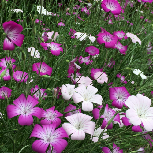 خرم الحنطة - Purple Queen and Pink Contessa Agrost...