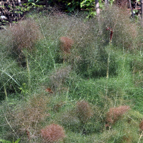 شمر برونزي مدخن - Smokey Bronze Fennel