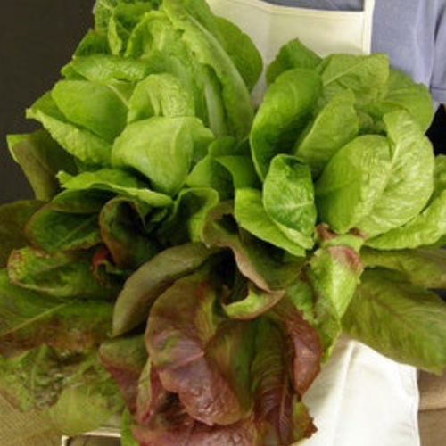 مكس خس روماني سيزر - Green & Red Romaines Renee's Caesar Duo