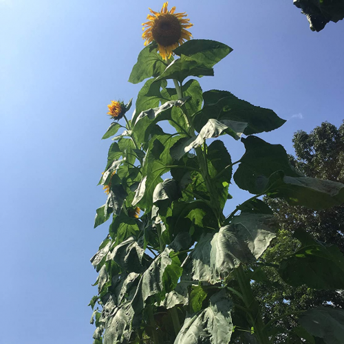 دوار شمس سنزيلا العملاق - Sunzilla Giant Sunflowers