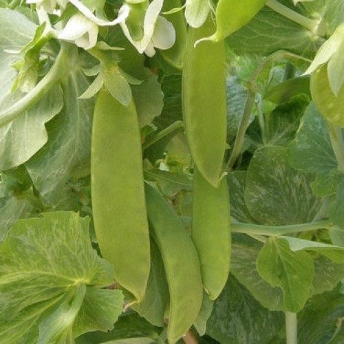 بازيلاء أوريغون الضخمة - Snow Peas Oregon Giant