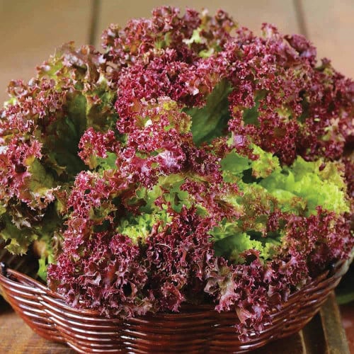 خس لولو روسا - Lollo Rossa Leaf Lettuce
