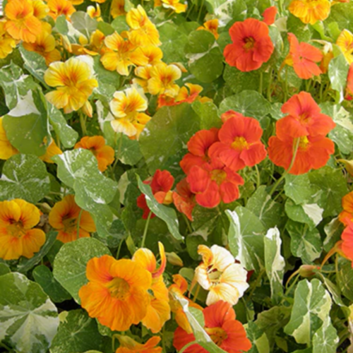 مكس أبو خنجر ألاسكا - Alaska Mix Nasturtiums