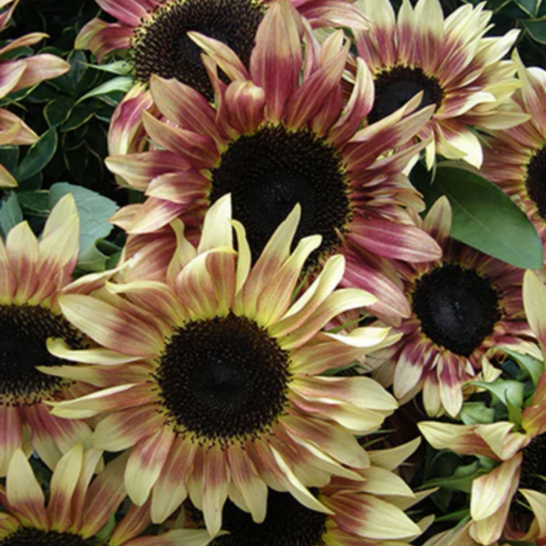 دوار شمس زهرة العقيق - Garnet Star Sunflowers