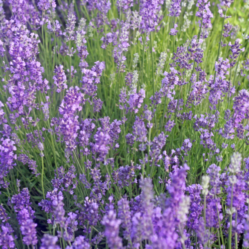 لافندر مونستيد الانجليزي - Munstead English Lavender