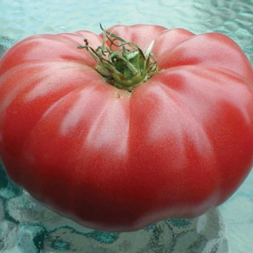 طماطم الجح - Watermelon Beefsteak Tomato
