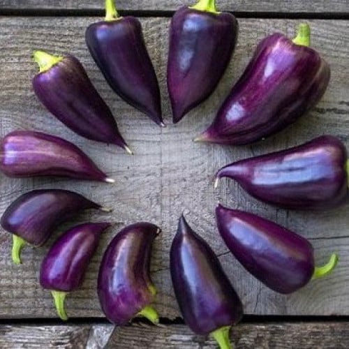 فلفل روسي حلو البريق البنفسجي - Violet Sparkle Pepper