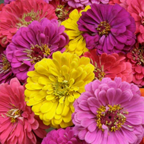 زينيا الملهى - Cabaret Zinnias