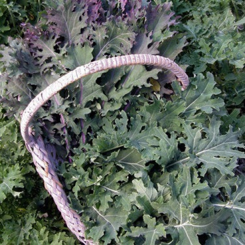 مكس كيل روسي - Russian Kale Wild Garden Frills