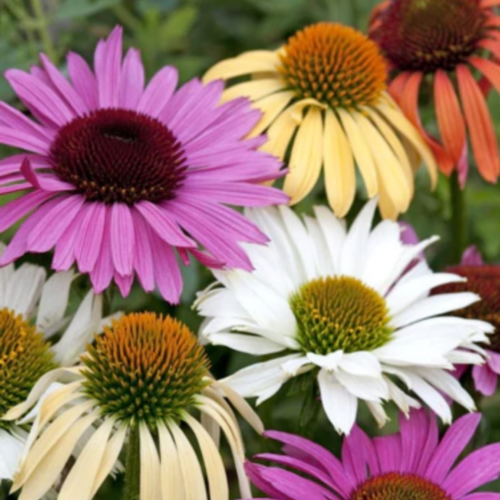 مكس قنفذية - Paradise Mix Echinacea