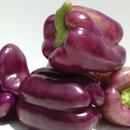فلفل بنفسجي حلو - Purple Beauty Bell Pepper