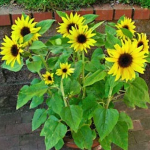 دوار شمس صغير - Junior Sunflowers
