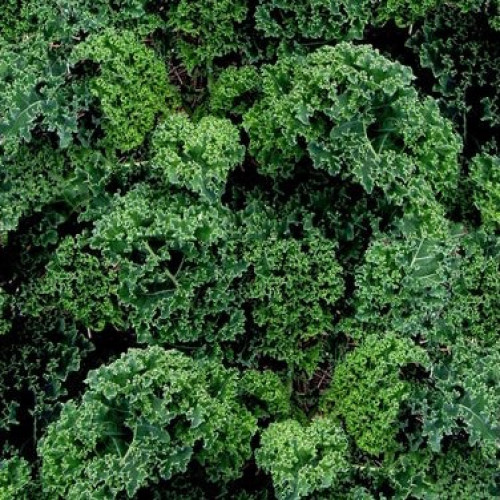 كيل هولندي مجعد - Triple-Curled Kale Dutch Darkibor