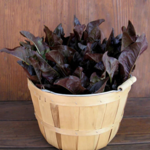 خس لسان الغزال الأحمر - Red Deer Tongue Cutting Lettuce