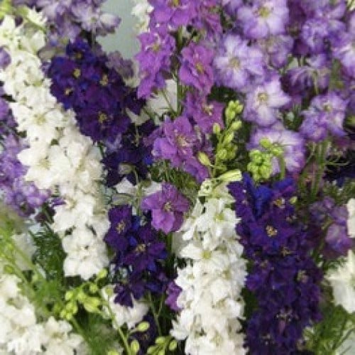 لاركسبر غناء البلوز - Larkspur Singing the Blues