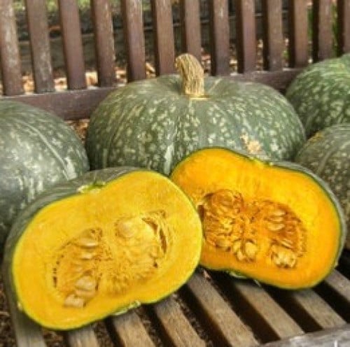 قرع كابوتشا - Kabocha Winter Squash Kurin