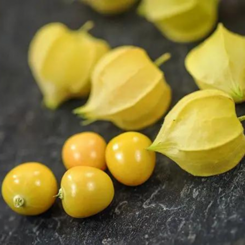 حرنكش العمة مولي - Aunt Molly's Ground Cherry