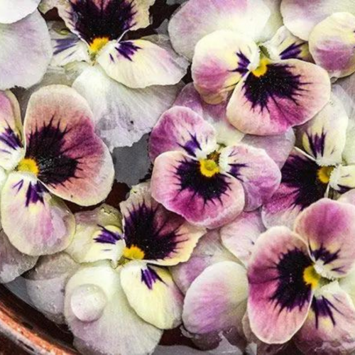 فايولا أنتيك لايتا - Antique Laeta Viola