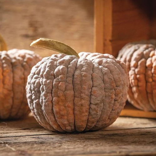 قرع ياباني أسود - Black Futsu Squash