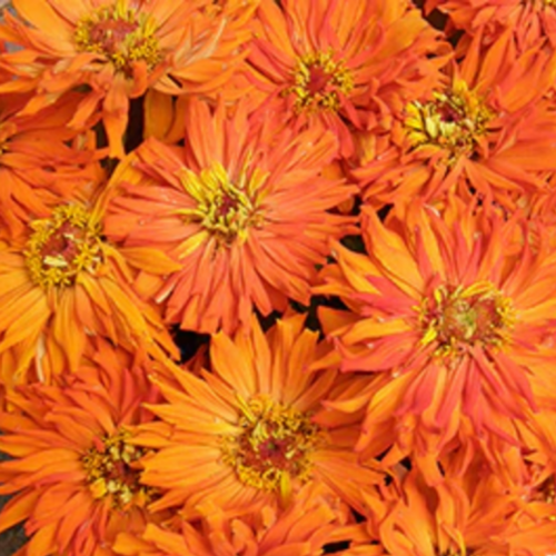 زينيا الصبار الأسد العظيم - Mighty Lion Zinnias