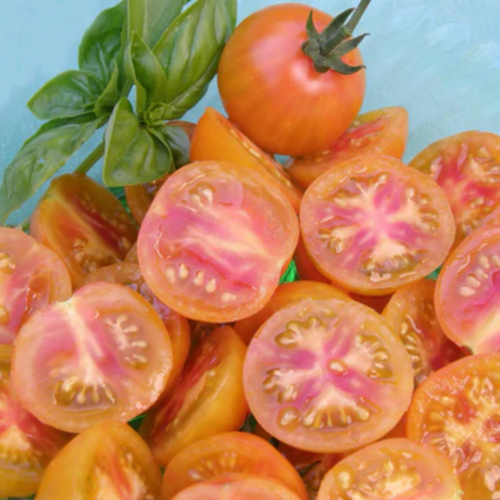 طماطم الحلوى الكرزي -  Isis Candy Cherry Tomatoes