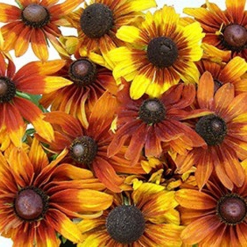 رودبكيا الكابتشينو - Rudbeckia Cappucino