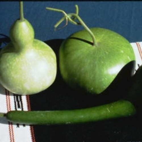 مكس قرع القنينات والأواني - Gourds Bottles & Bowls