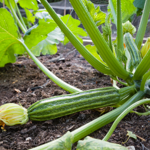 كوسه رومانسكو الإيطالية - Romanesco Italian Zucchini