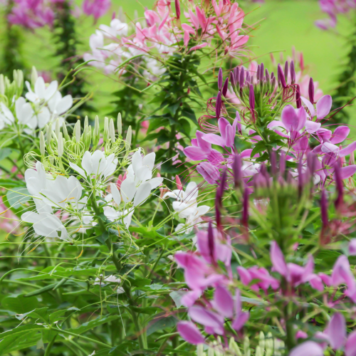 زهرة العنكبوت النوافير الملونة - Color Fountains Cleome