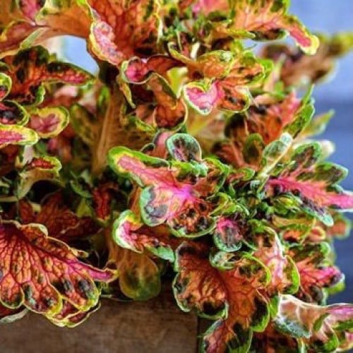 سجاد غروب الشمس - Colocha Sunset Coleus