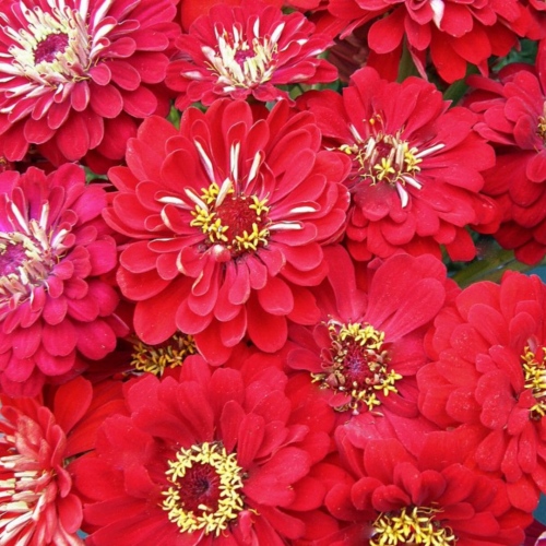 زينيا حمراء - Moulin Rouge Zinnias